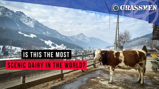 Milking Cow's in The Alps