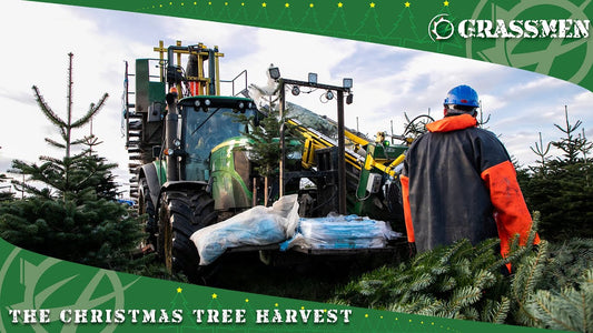 The Christmas Tree Harvest